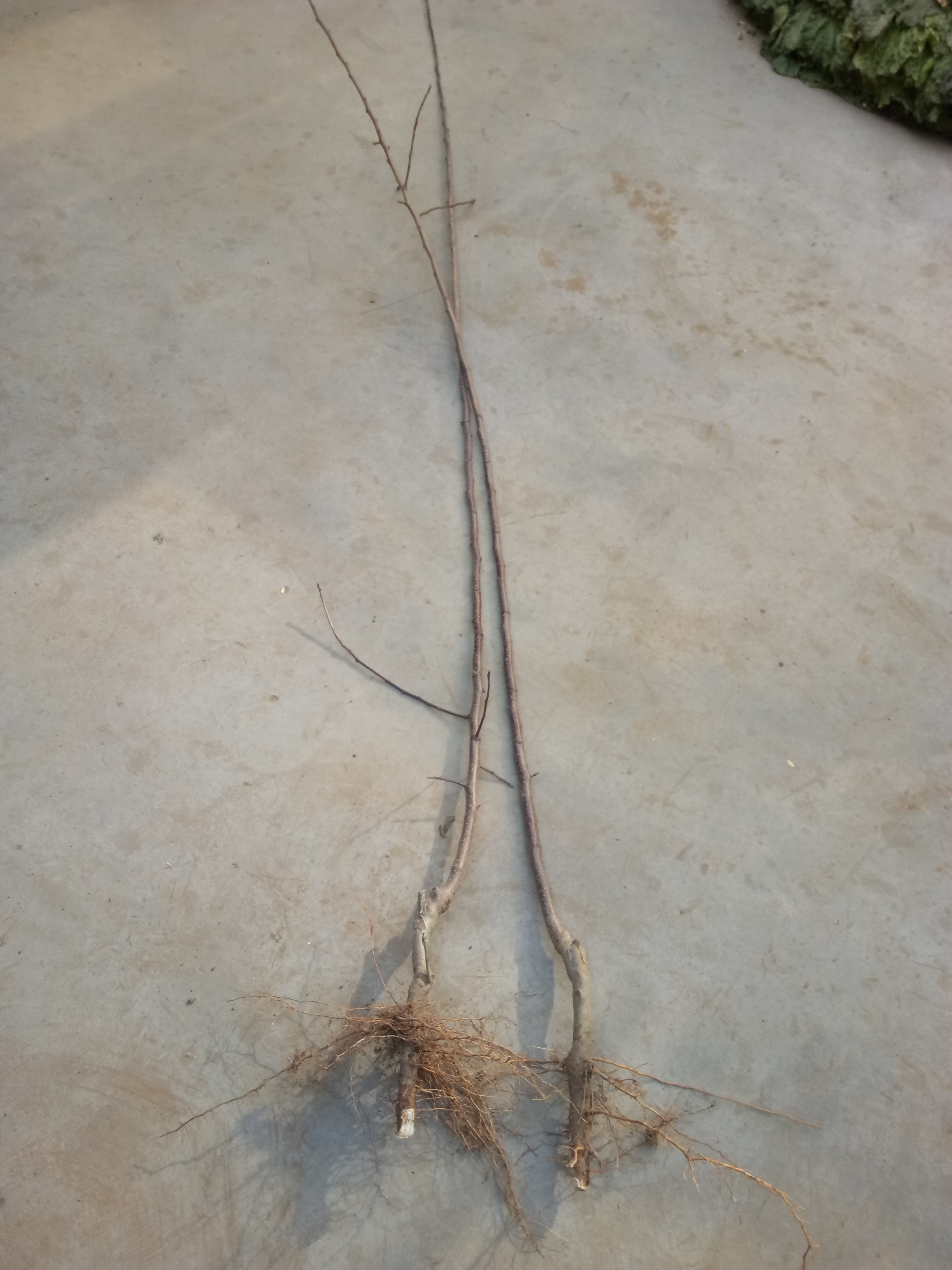 種植技術(shù)1公分蘋果苗適合種植