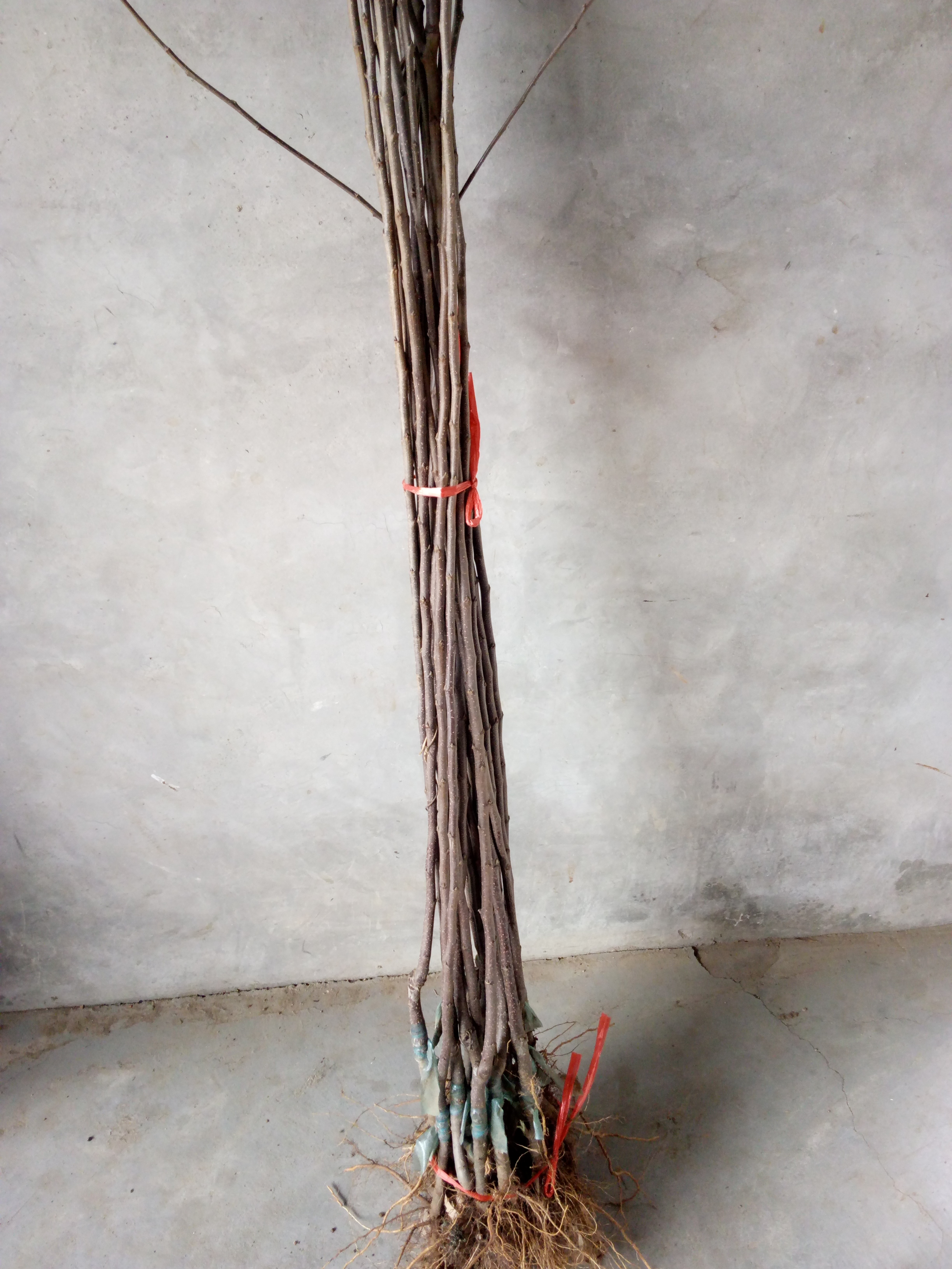 苗質(zhì)好雞心果蘋果樹苗種植資料