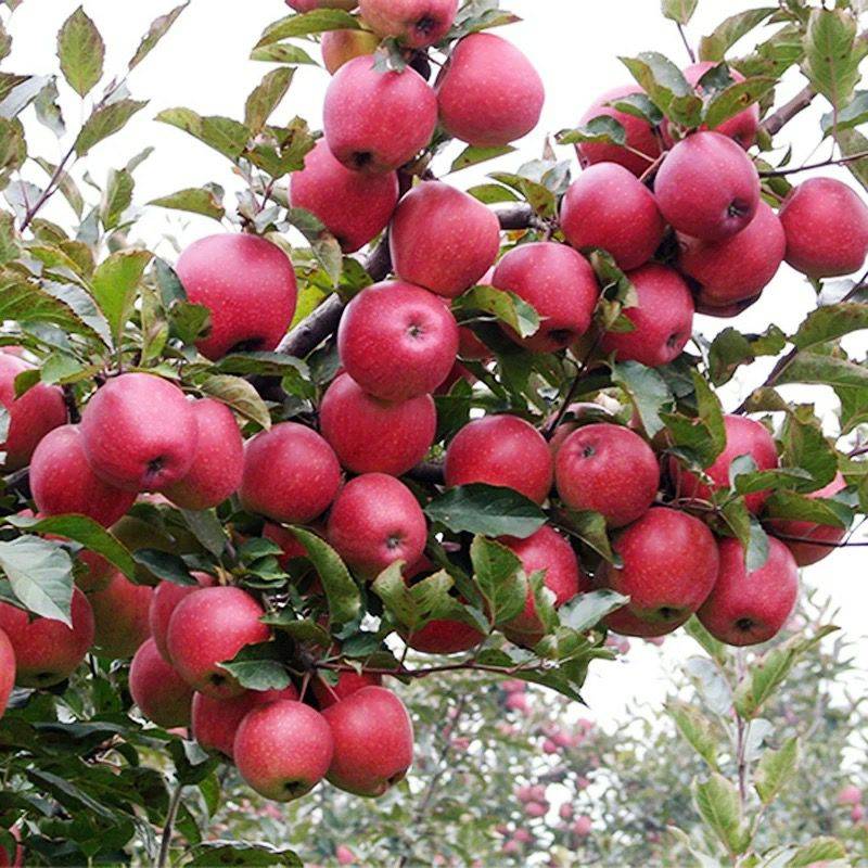 種植要點水蜜桃蘋果苗包結(jié)果