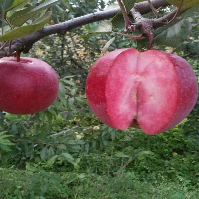 品種純矮化紅富士蘋果樹種植基地包結(jié)果