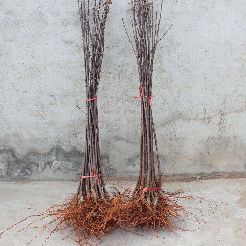 注意事項(xiàng)紅富士蘋果樹嫁接技術(shù)產(chǎn)量高