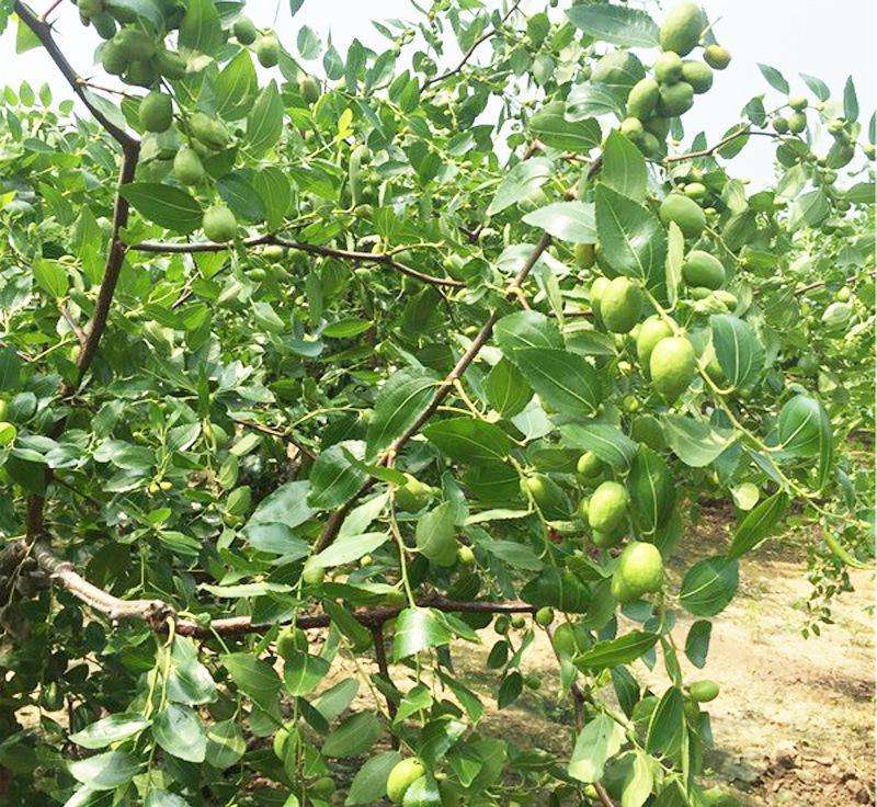 种植技术现挖现卖枣树苗 适合种植
