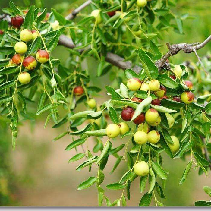 種植技術(shù)3、4公分冬棗樹苗現(xiàn)挖現(xiàn)賣