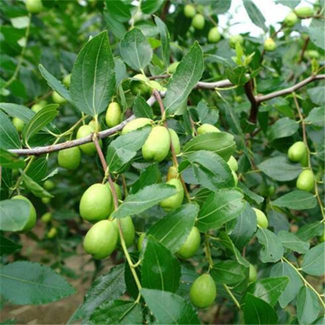 批發(fā)價(jià)格棗樹苗嫁接棗樹苗產(chǎn)量高