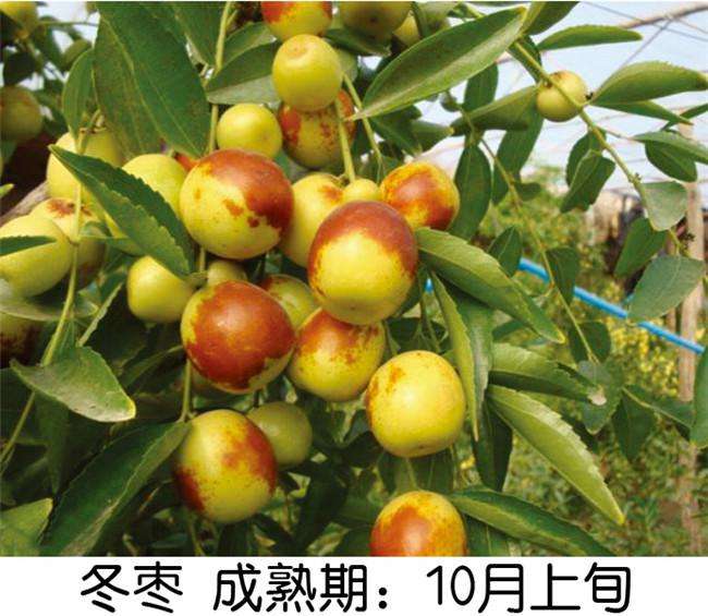 批發(fā)價(jià)格棗樹苗嫁接棗樹苗產(chǎn)量高