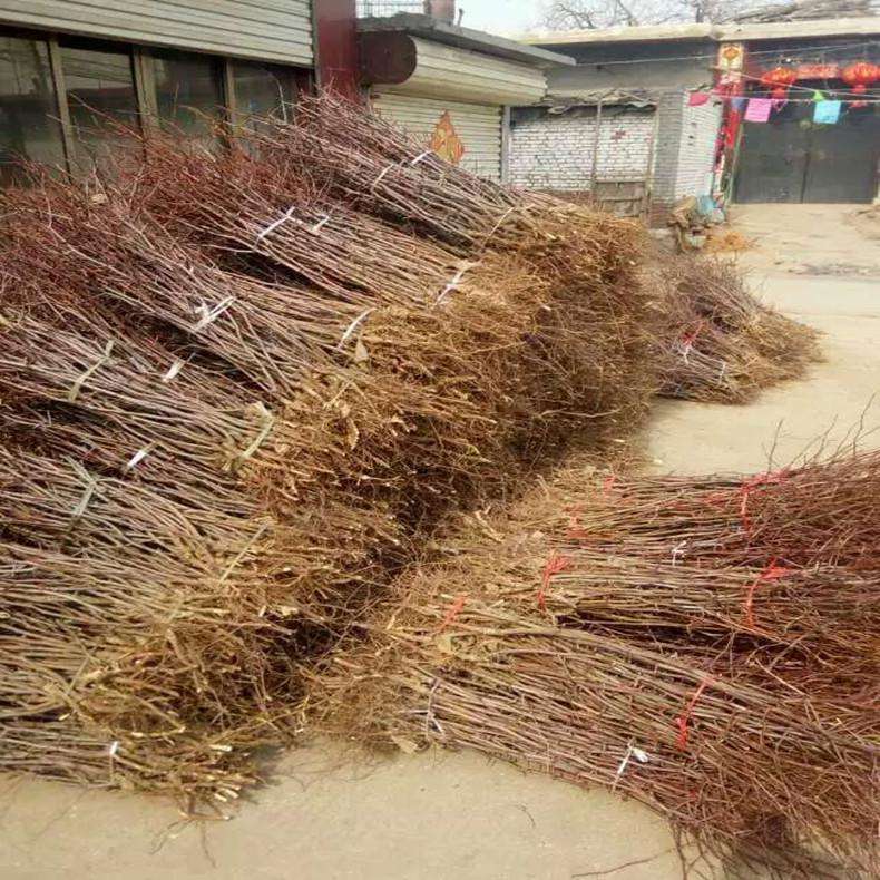 管理方法冬枣枣树苗新品种产量高