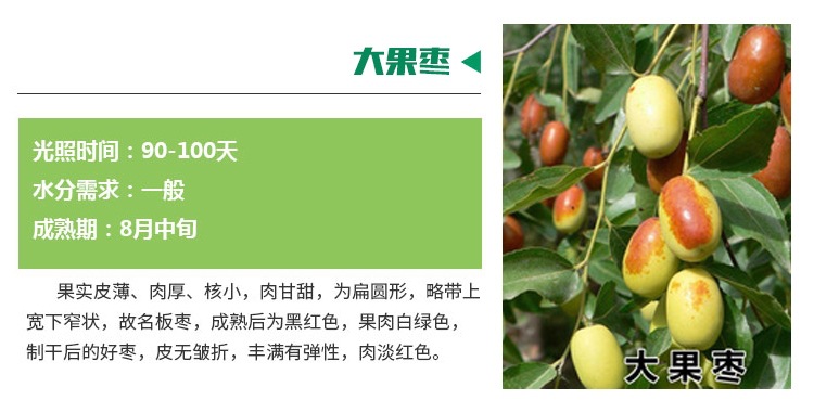 管理方法棗樹苗嫁接棗樹苗行情價格