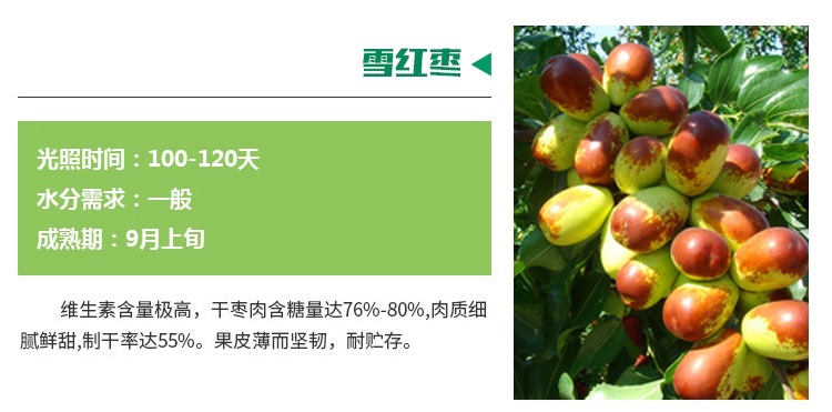 品種純冬棗苗棗樹苗基地品種