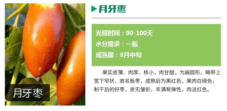 種植要點(diǎn)1公分以上嫁接棗樹苗行情價(jià)格