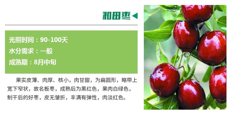 批發(fā)價(jià)格棗樹苗嫁接棗樹苗產(chǎn)量高
