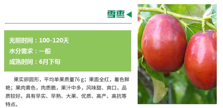 棗樹苗價格 棗樹苗管理技術(shù) 快遞發(fā)貨