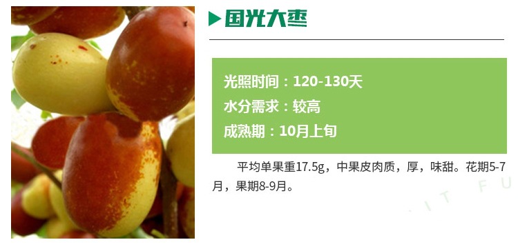 品種純現(xiàn)挖現(xiàn)賣棗樹苗 種植資料