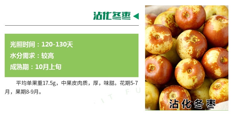 品種純現(xiàn)挖現(xiàn)賣棗樹苗 種植資料