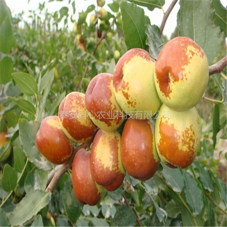 批發(fā)價(jià)格棗樹苗嫁接棗樹苗產(chǎn)量高
