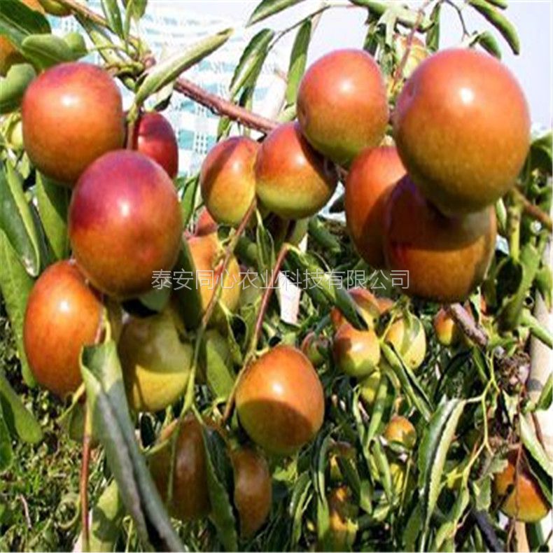 放心苗現(xiàn)挖現(xiàn)賣棗樹苗 適合種植