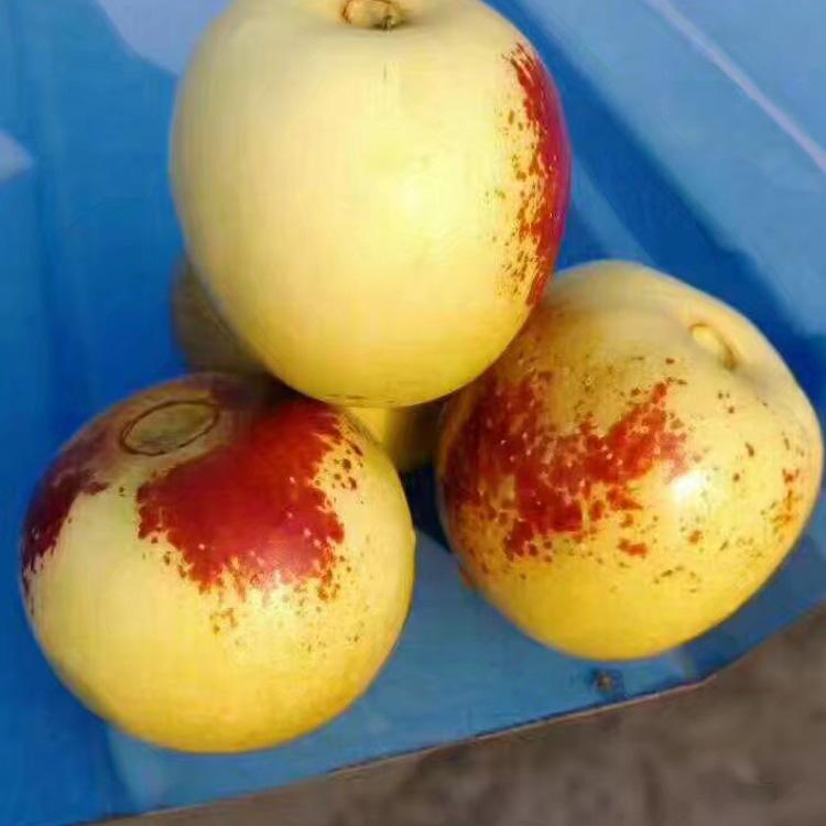 種植技術(shù)現(xiàn)挖現(xiàn)賣(mài)棗樹(shù)苗 行情價(jià)格