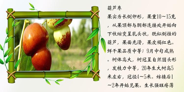 品種純1公分以上嫁接棗樹苗包結(jié)果