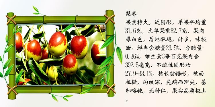 批發(fā)價(jià)格棗樹苗嫁接棗樹苗產(chǎn)量高