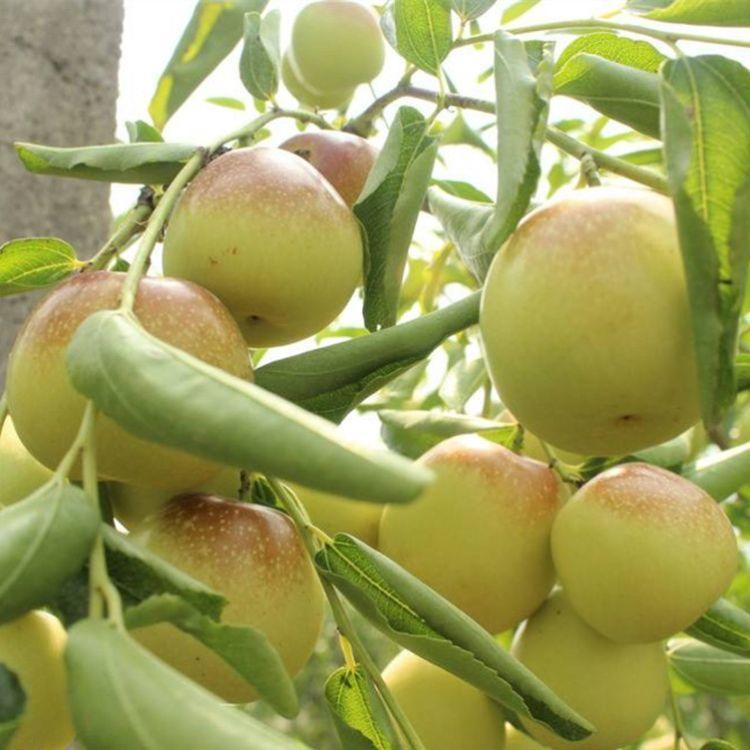 种植技术现挖现卖枣树苗 适合种植