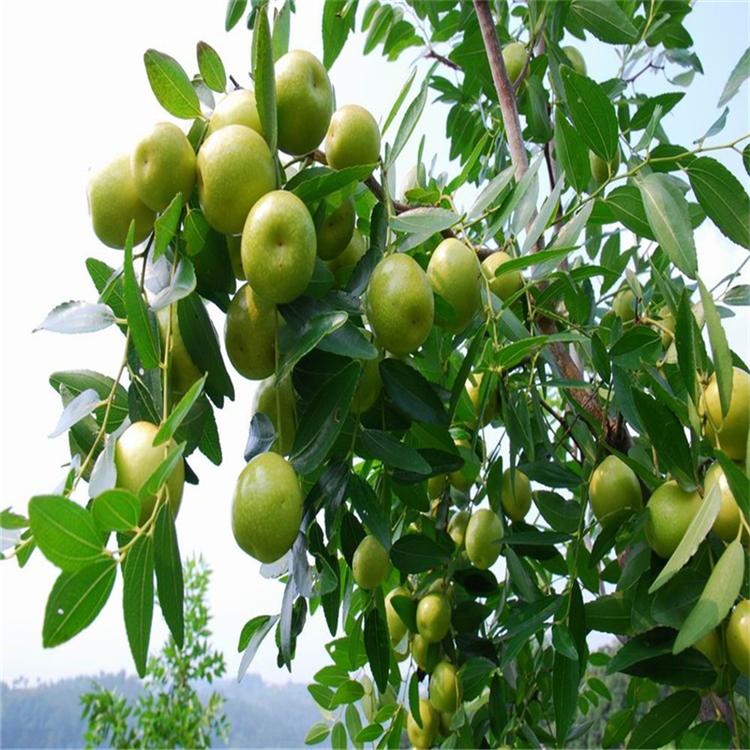 品種純現(xiàn)挖現(xiàn)賣棗樹苗 種植資料