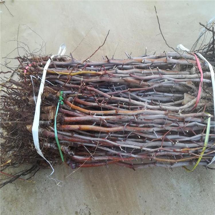 種植要點(diǎn)1公分以上嫁接棗樹苗行情價(jià)格