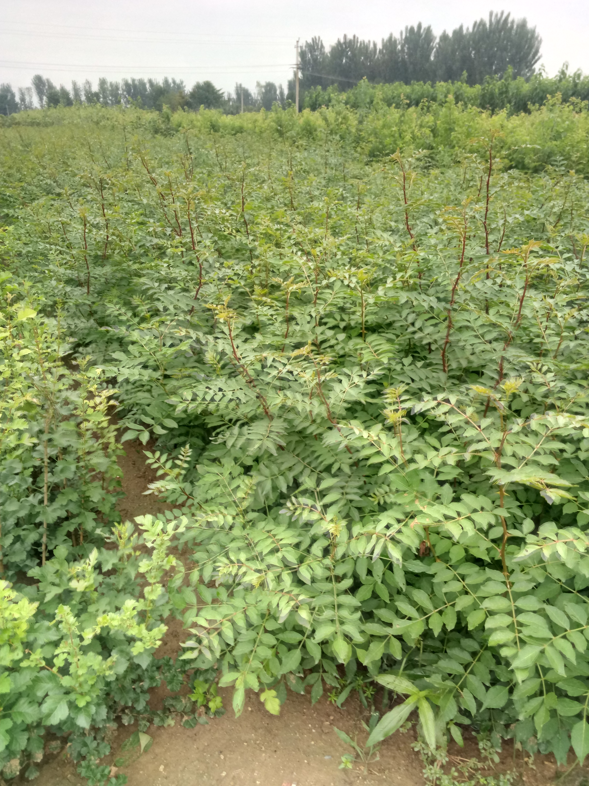 产量高狮子头花椒苗批发基地免运费