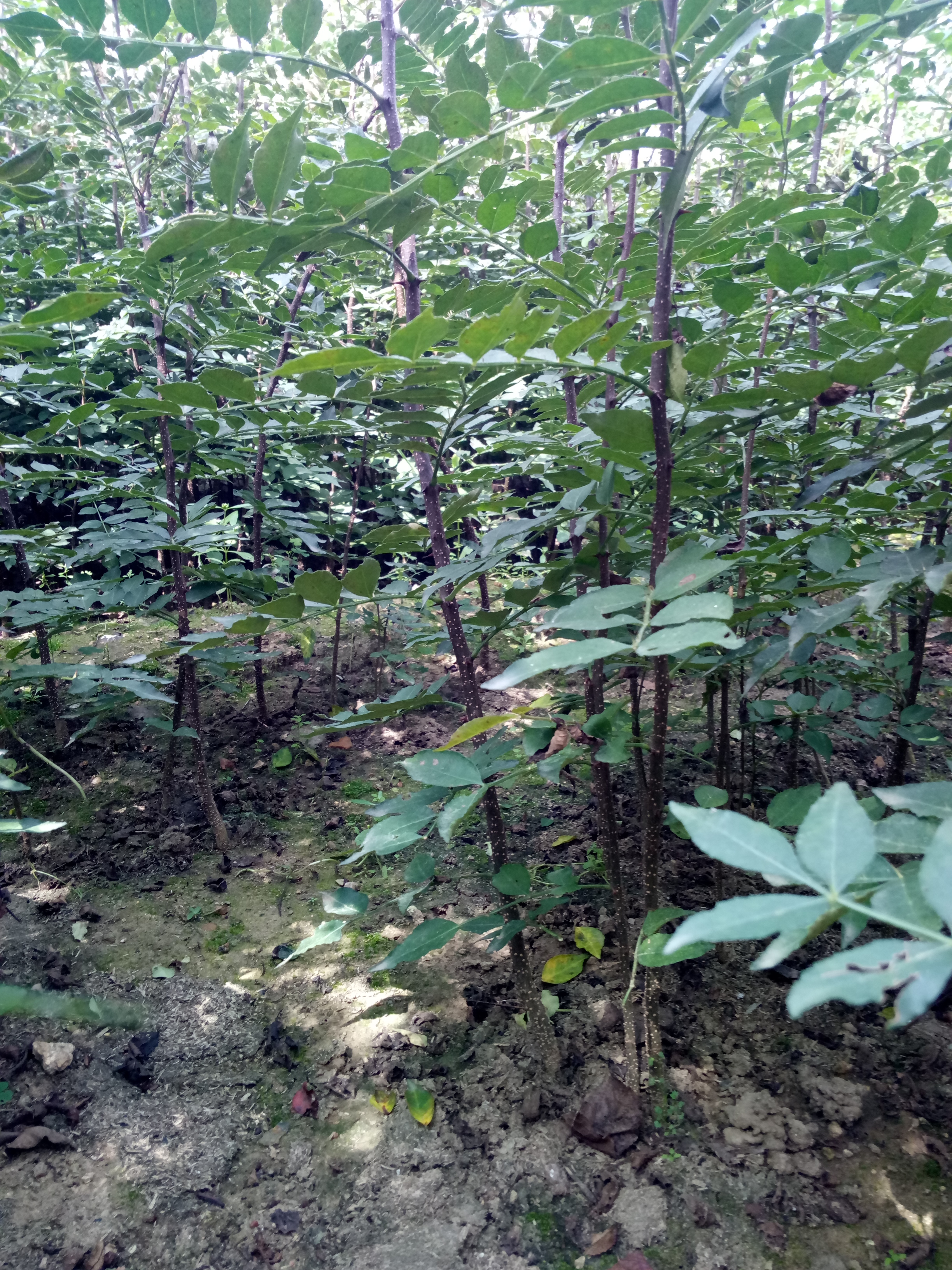 种植资料九叶青花椒苗价格今日供应