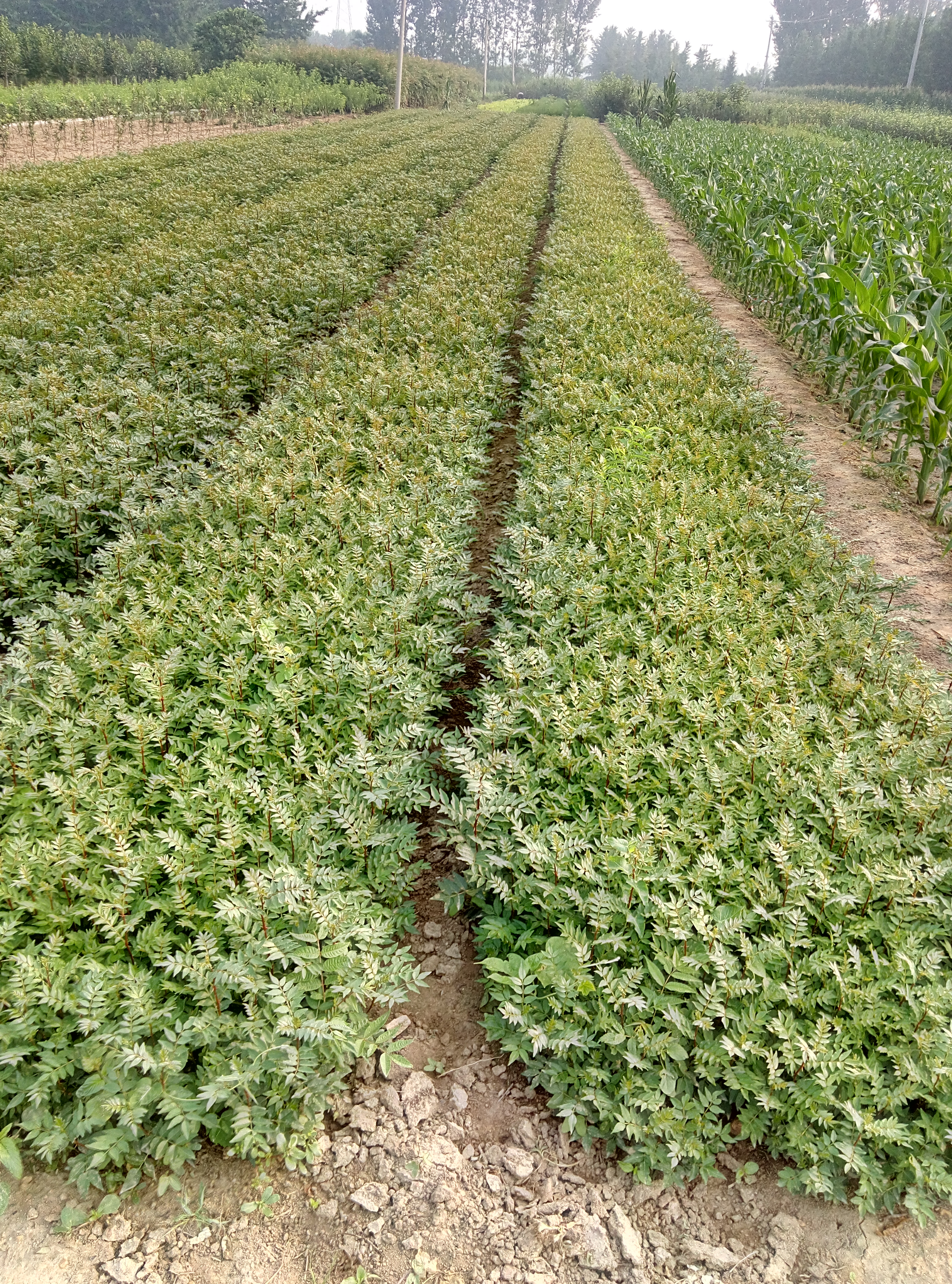 行情價格0.8公分花椒當年苗購買