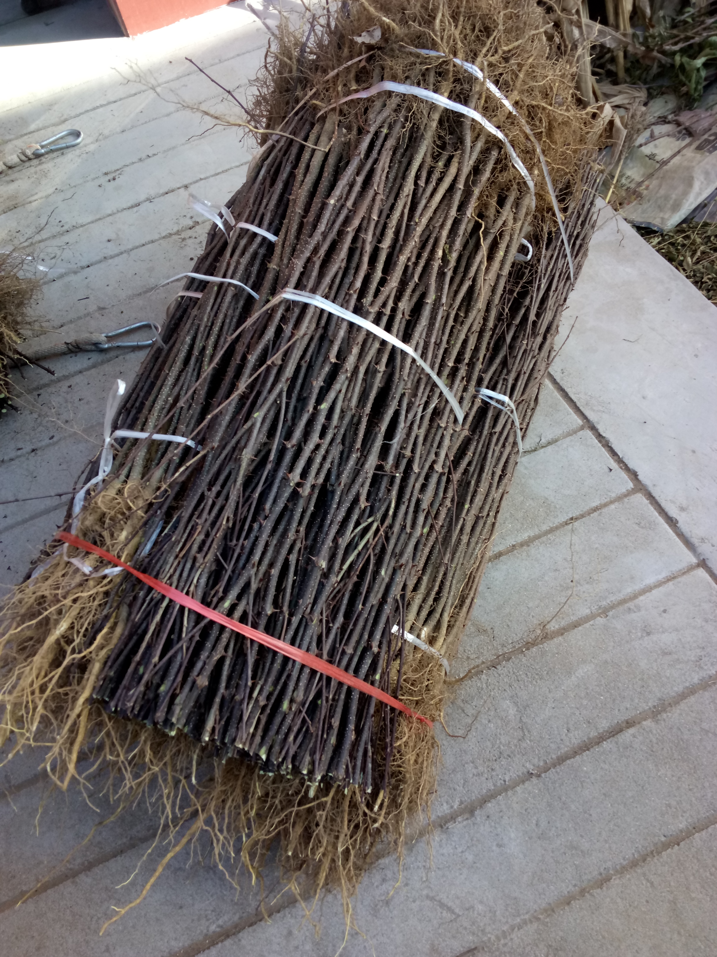 早紅考密斯梨樹苗價(jià)格鑄造輝煌