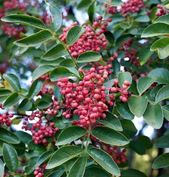 早紅考密斯梨樹苗價格鑄造輝煌