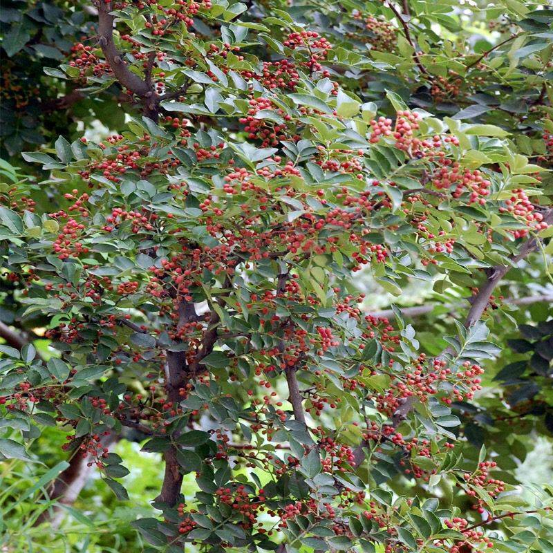 行情價(jià)格九葉青花椒苗價(jià)格產(chǎn)地