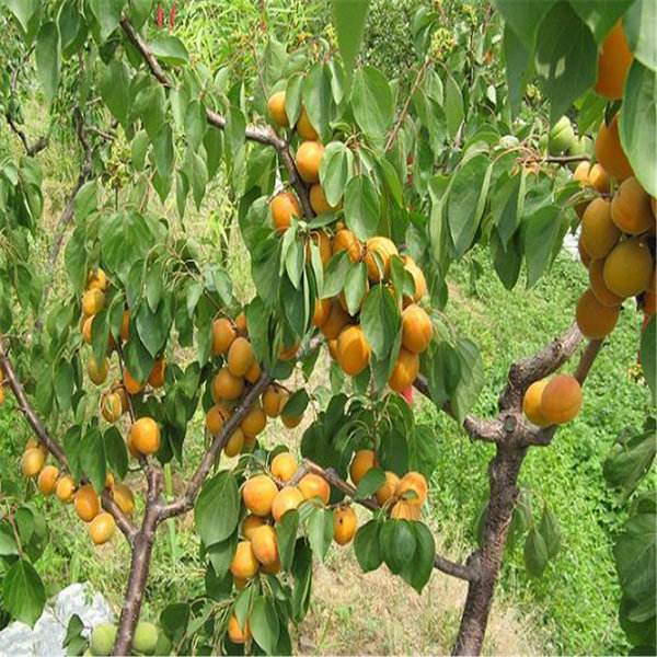 嫁接品种小白杏杏树苗 品种