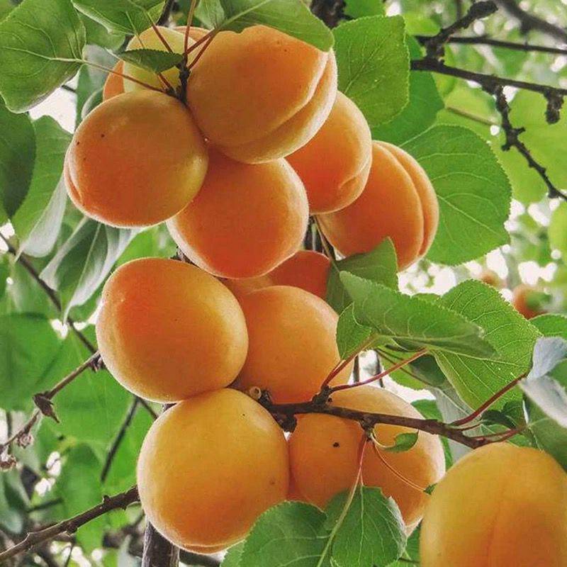 嫁接品种小白杏杏树苗 品种