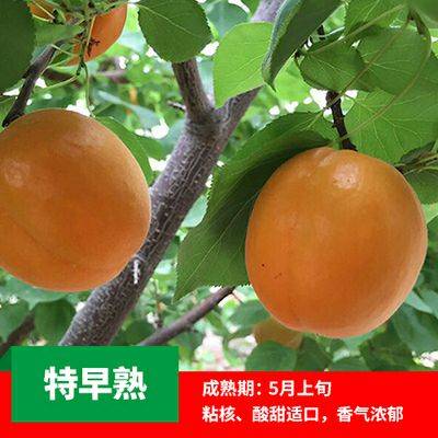 批發(fā)圖片嫁接新品種珍珠油杏現(xiàn)挖現(xiàn)賣
