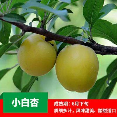 推薦早熟杏樹(shù)苗價(jià)格品種 