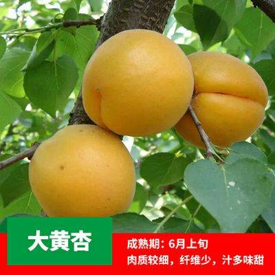 價格咨詢嫁接新品種珍珠油杏包郵寄