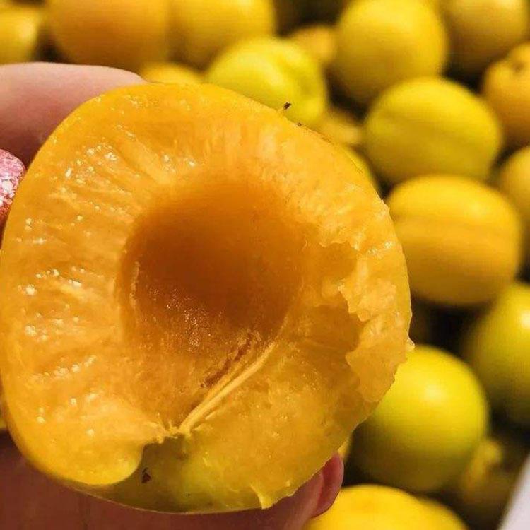品種優(yōu)良金太陽杏樹苗 實(shí)地看苗