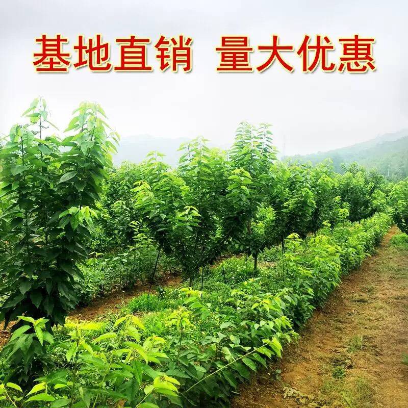基地圖片俄羅斯八號(hào)櫻桃樹(shù)品種 