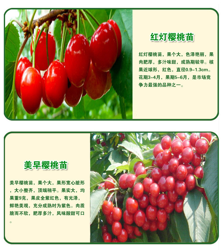 合法經(jīng)營(yíng)易成活耐管理櫻桃大樹豐產(chǎn)穩(wěn)產(chǎn) 