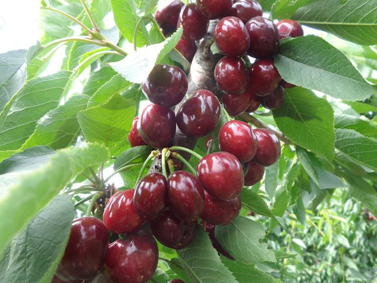 基地圖片俄羅斯八號(hào)櫻桃樹(shù)品種 