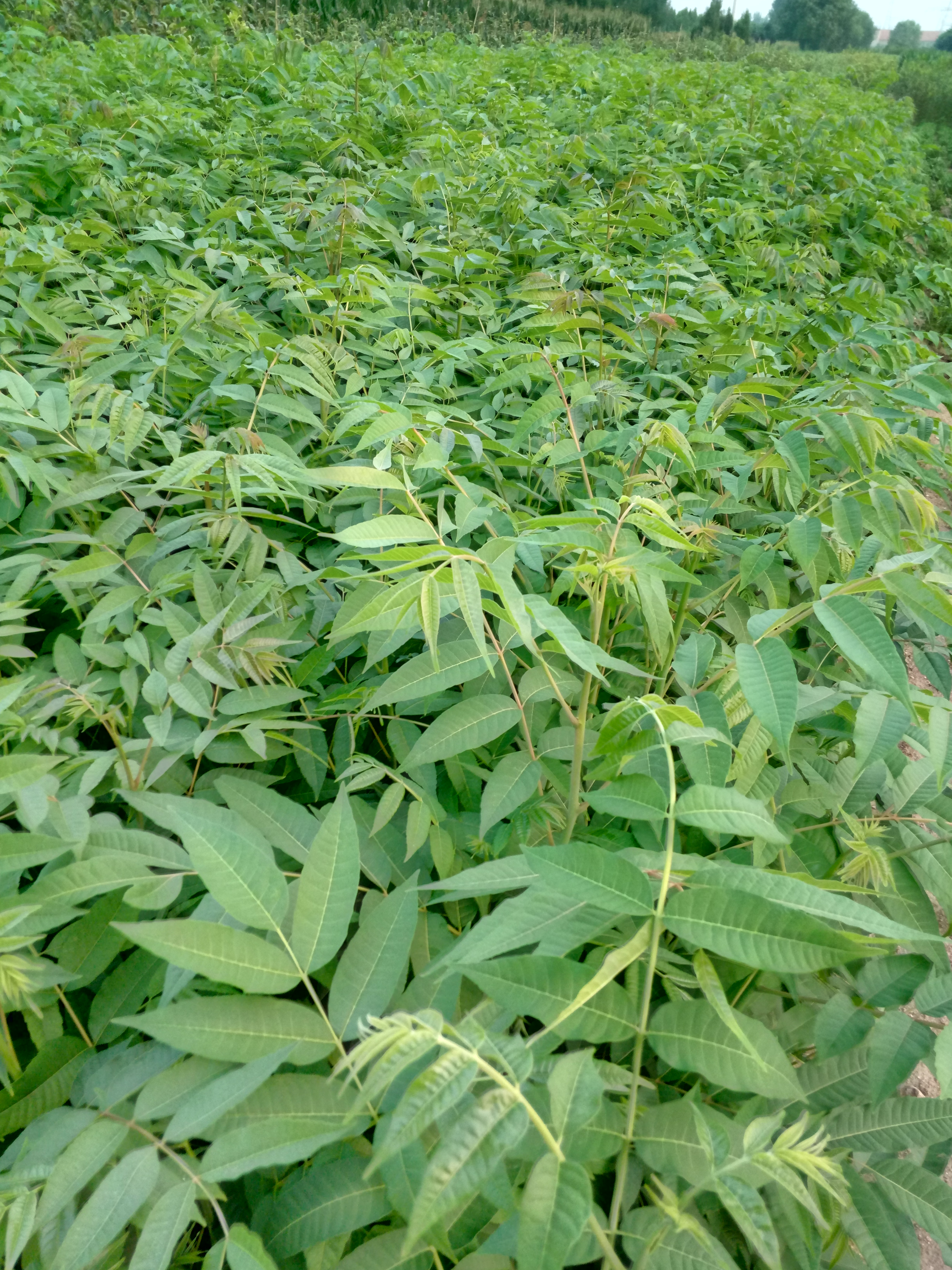 推薦一年生香椿苗批發(fā)基地保濕郵寄