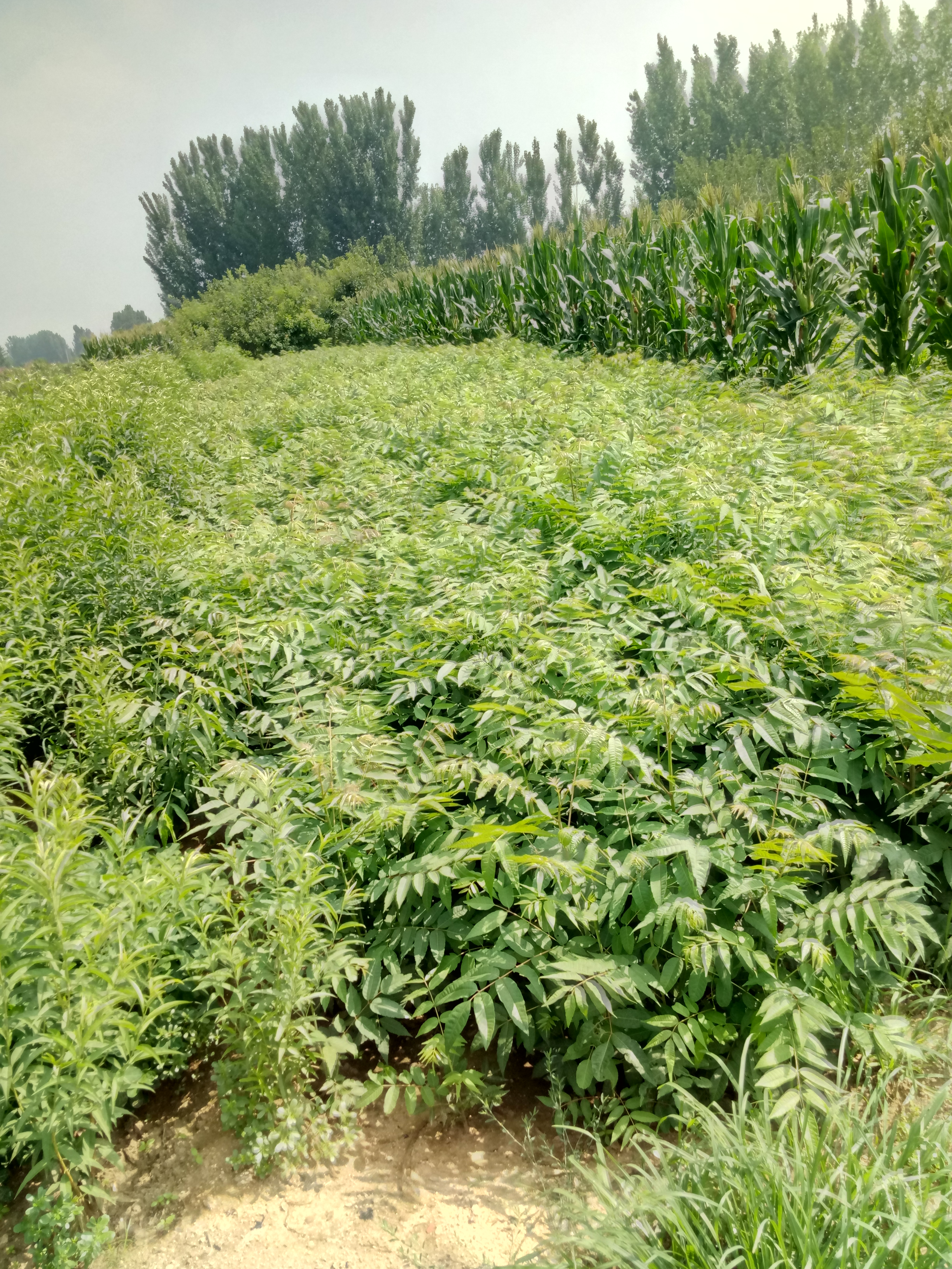 推薦一年生香椿苗批發(fā)基地保濕郵寄