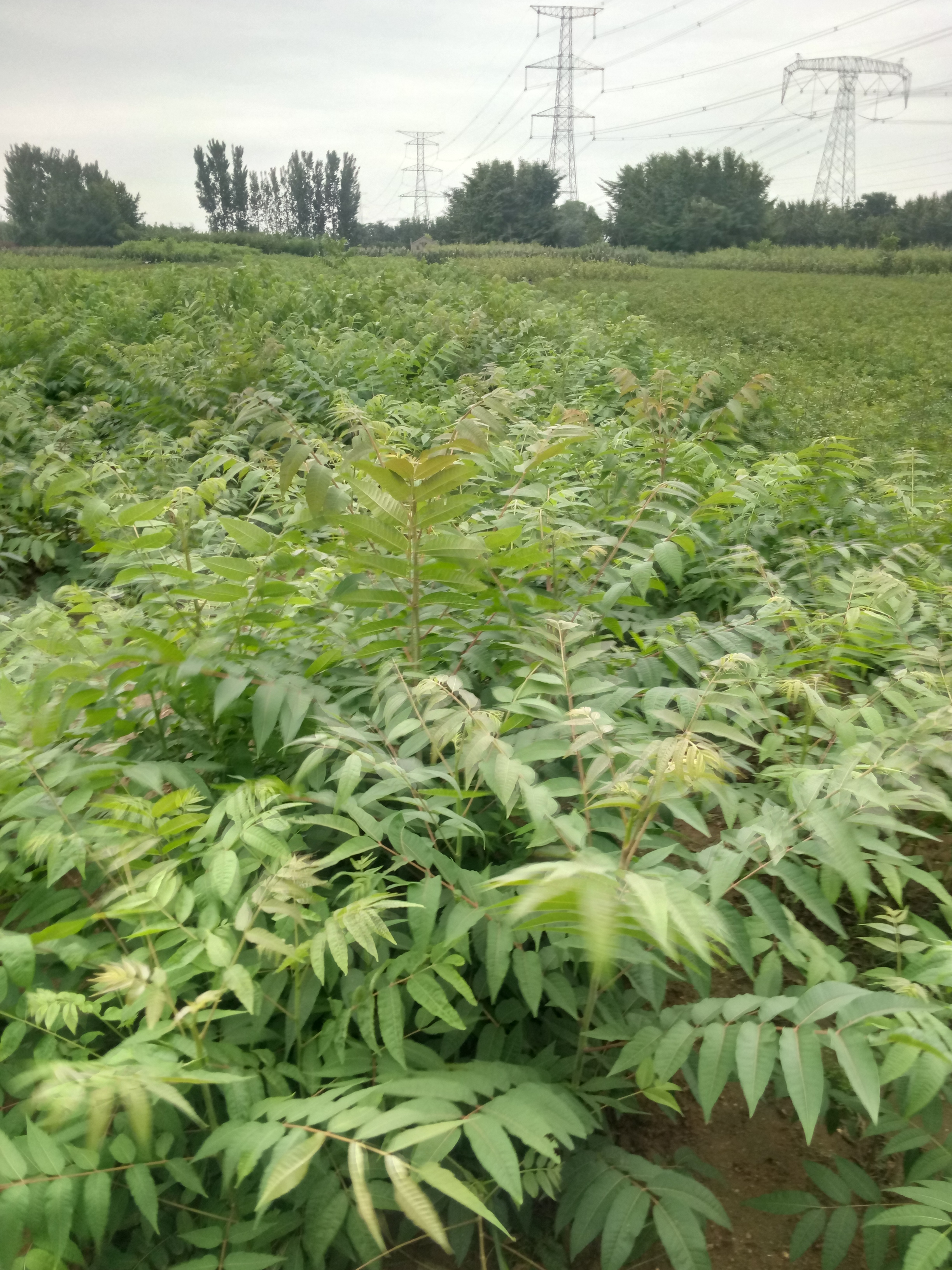 推薦大棚紅油香椿苗批發(fā) 果樹苗基地