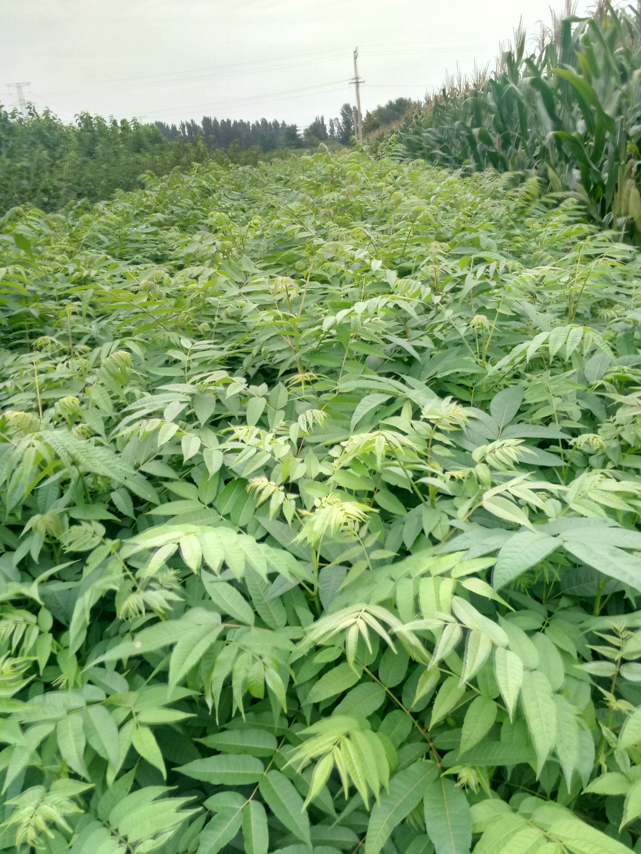 推薦大棚紅油香椿苗批發(fā) 果樹苗基地
