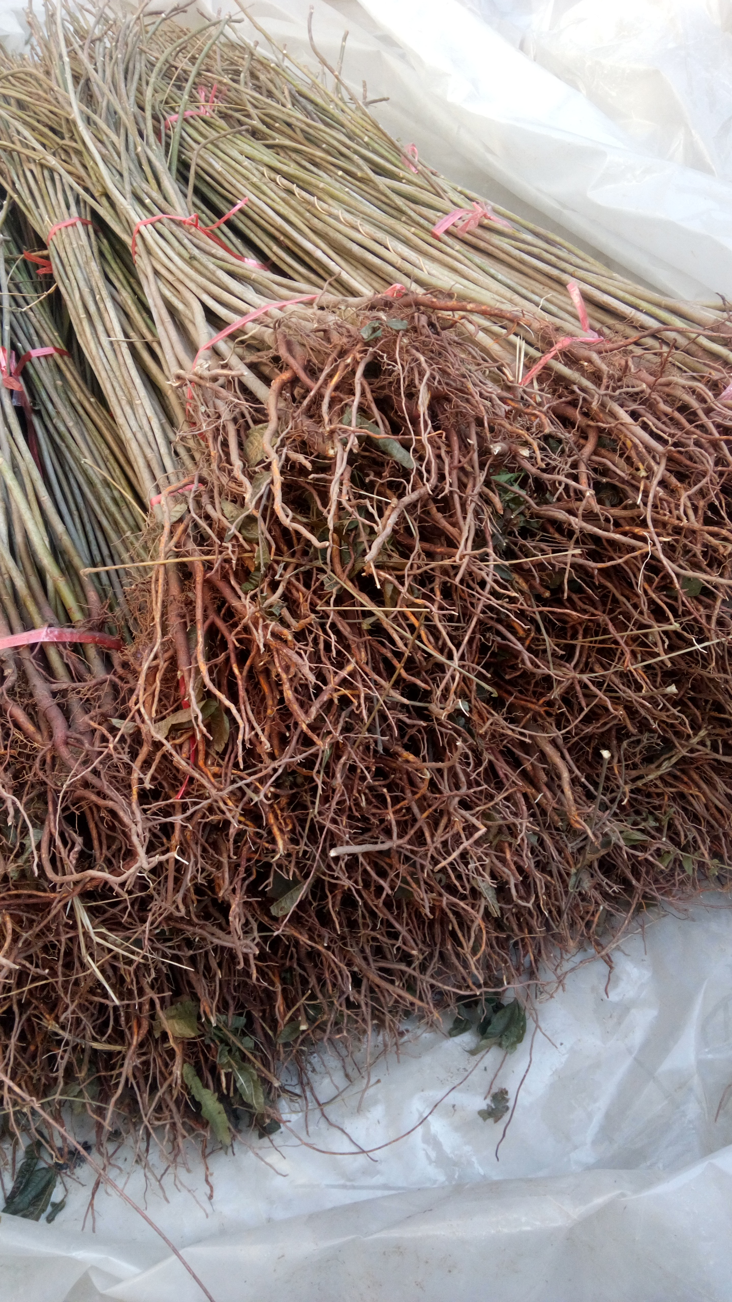 基地圖片一米高香椿苗批發(fā) 現(xiàn)挖現(xiàn)賣