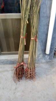歡迎咨詢出售香椿種苗品種