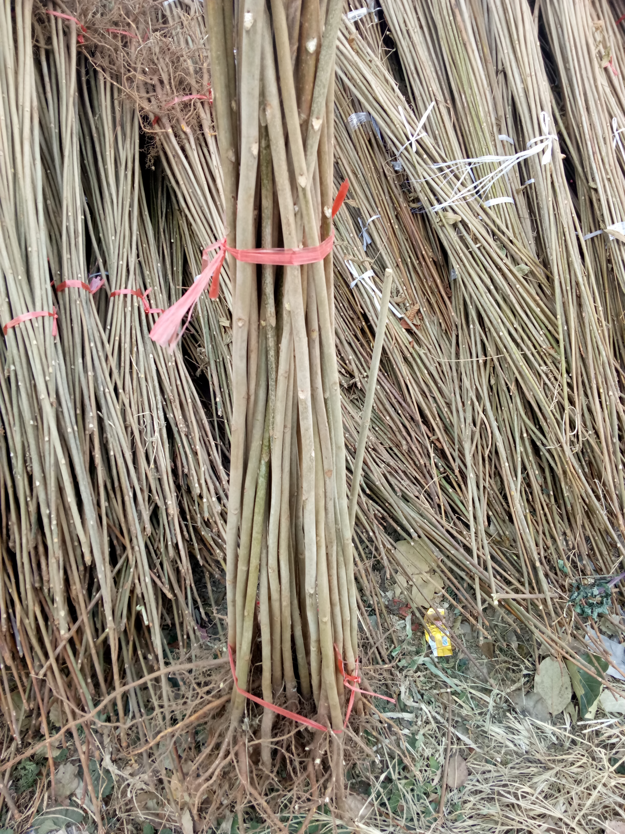 批發(fā)商香椿苗品種 實(shí)地看苗