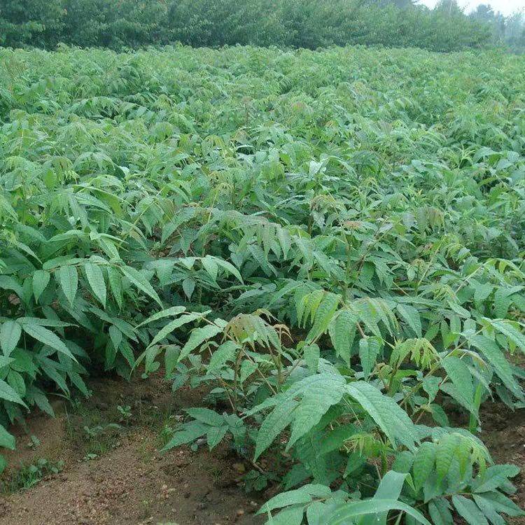 批發(fā)商短枝多頭香椿苗果樹苗基地