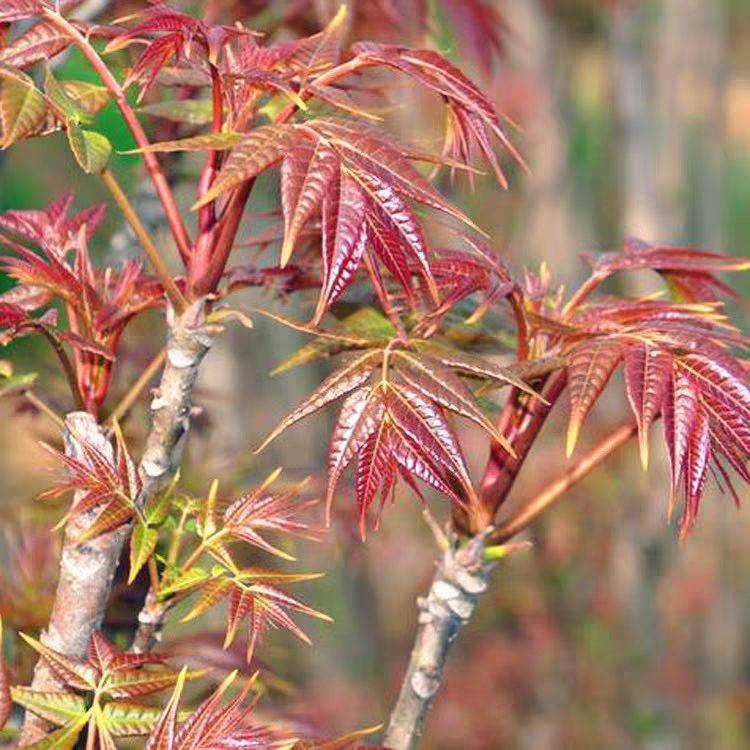 推薦大棚紅油香椿苗批發(fā) 果樹苗基地