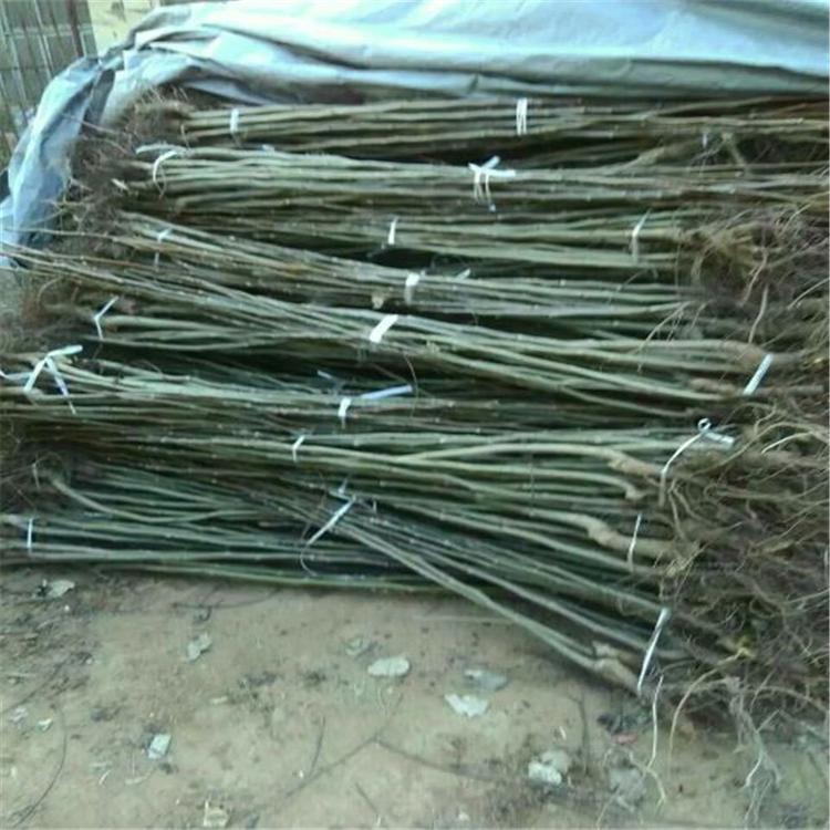 占地核桃樹豐產穩(wěn)產品種